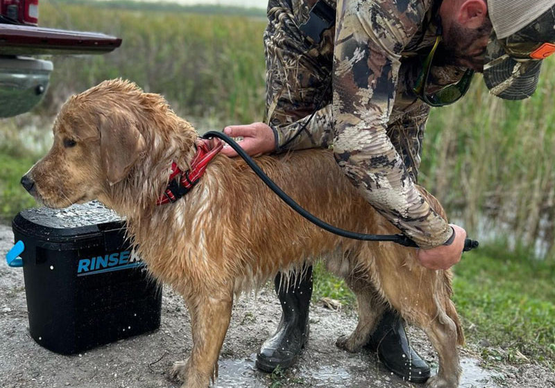 The Best Way to Bathe a Dog: 8 Steps to a Clean Canine