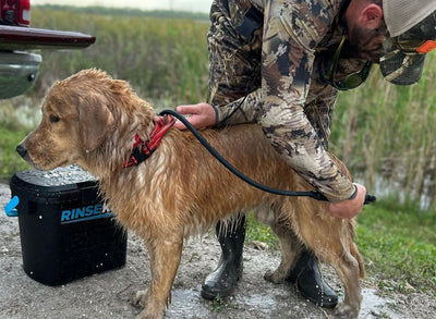 Cleaning Muddy Dog Paws: Tips For Canine Cleanliness